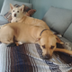 I title this one: “Not allowed on the couch”